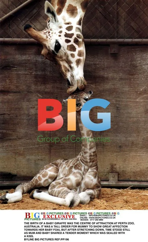 Baby Giraffe Born at Perth Zoo