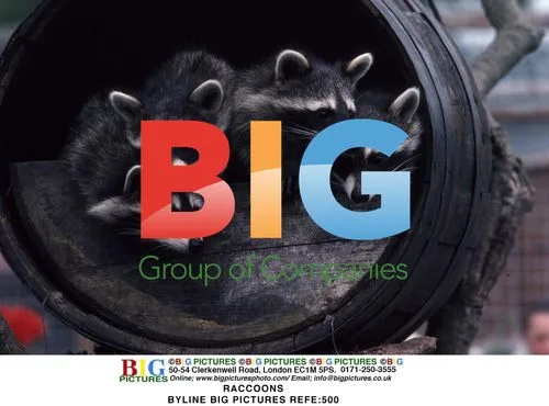 Raccoons in Architectural Scene