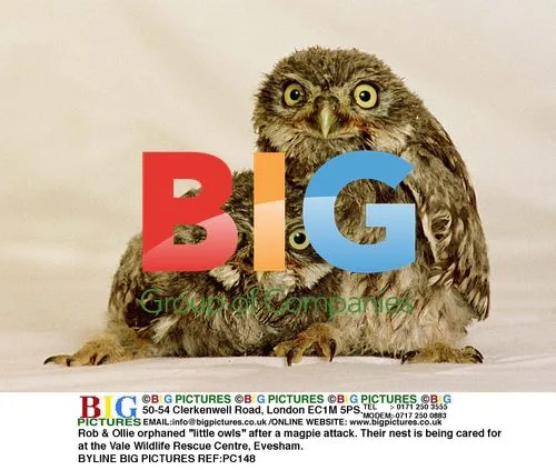 Orphaned "little owls" at Vale Wildlife Rescue