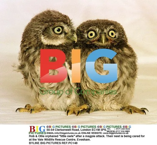 Rob & Ollie with rescued "little owls"