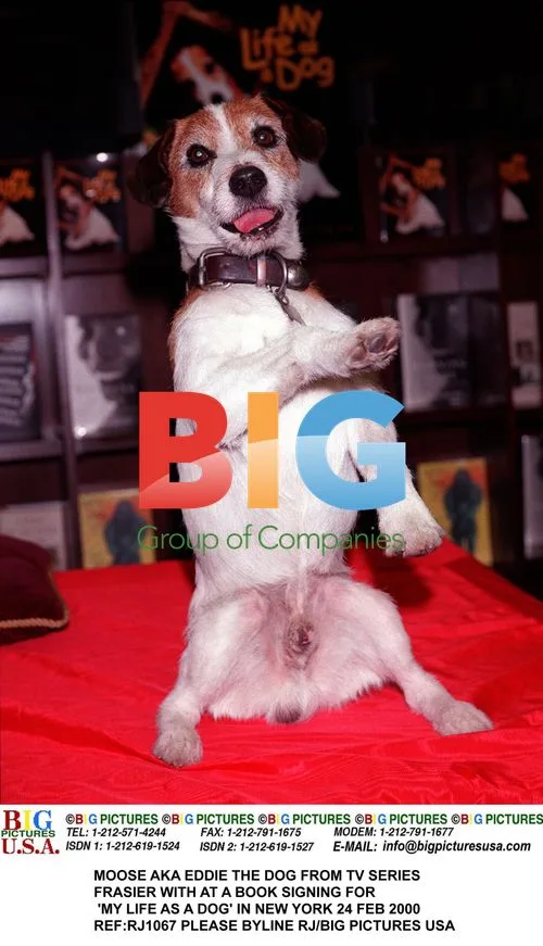 Moose the dog from Frasier at book signing