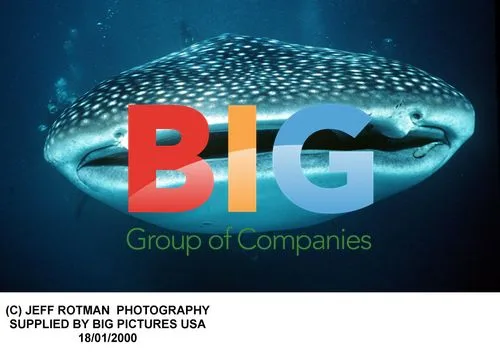 Whale Shark Swimming Underwater
