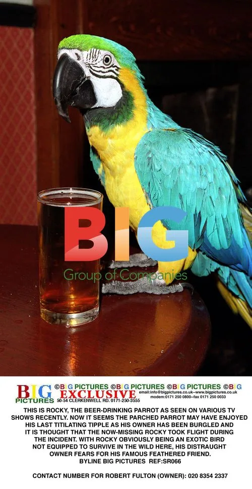 Parrot's Beer-Drinking Fame Ends in Theft