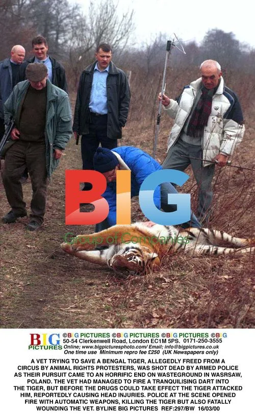 Vet killed by escaped tiger in Warsaw