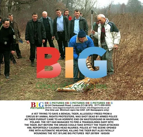 Vet Killed Trying to Save Escaped Tiger in Warsaw