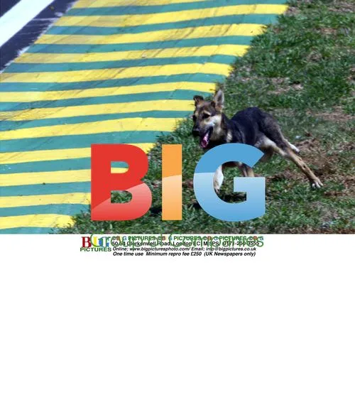 Dog disrupts F1 qualifying in Brazil