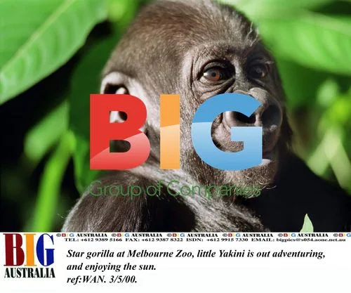 Baby Gorilla Yakini Explores Melbourne Zoo