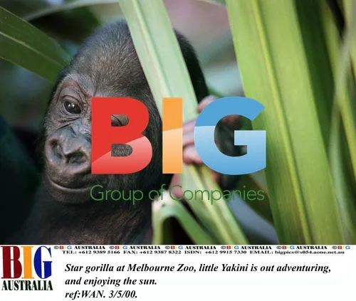 Baby Gorilla Yakini Adventuring at Melbourne Zoo