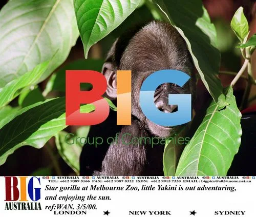 Baby gorilla Yakini at Melbourne Zoo