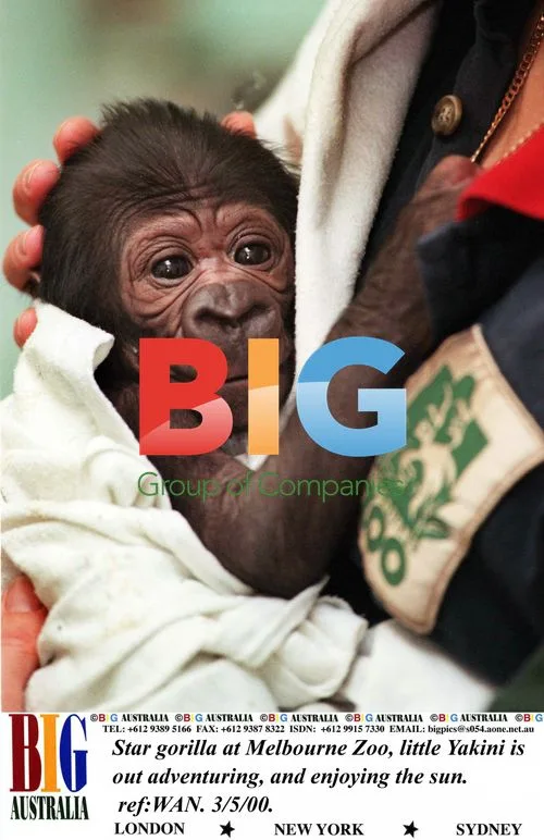 Yakini the Baby Gorilla at Melbourne Zoo