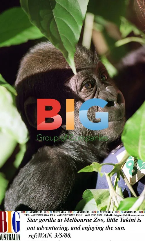 Baby Gorilla Yakini Exploring Melbourne Zoo