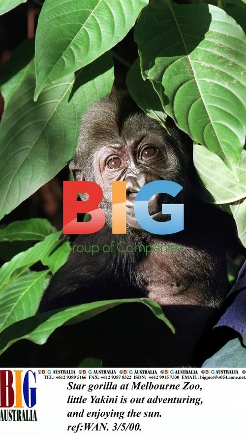 Yakini the baby gorilla at Melbourne Zoo