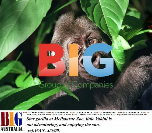 Star gorilla Yakini at Melbourne Zoo