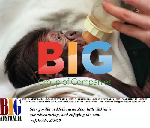 Star Gorilla Yakini at Melbourne Zoo
