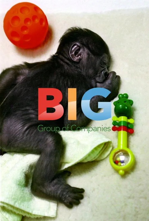 Yakini, Melbourne Zoo's Gorilla