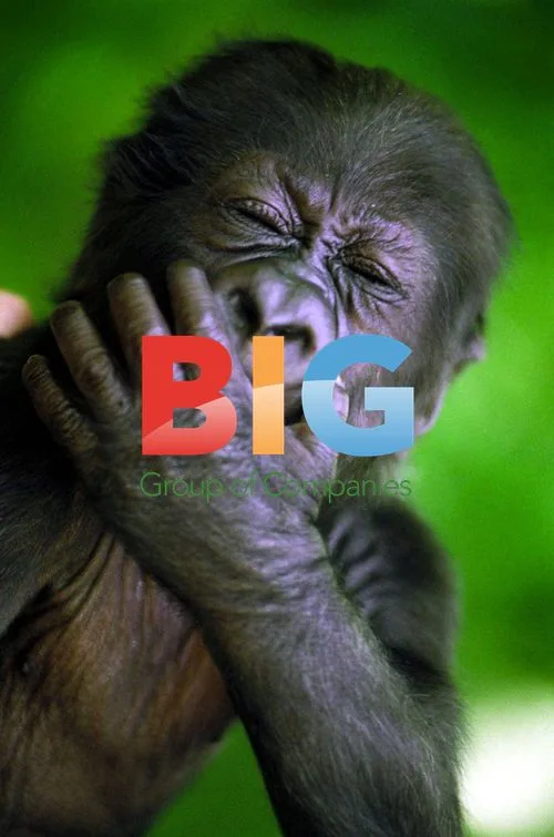 Melbourne Zoo's Baby Gorilla Yakini