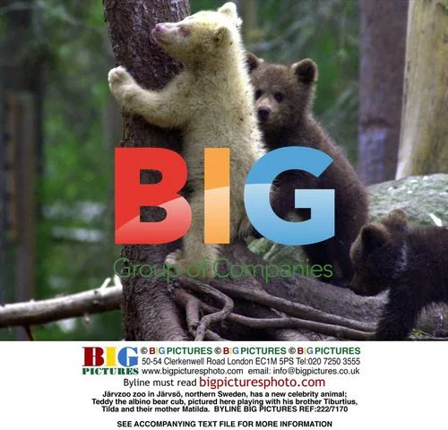 Albino bear cubs play at Jrvso Zoo in Sweden