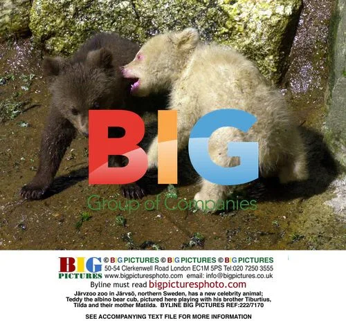 New albino bear cub at Jrvs zoo in Sweden