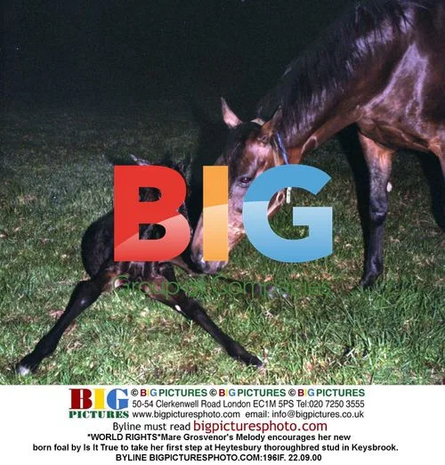 Mare Grosvenor's Melody and newborn foal's first step