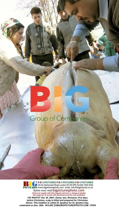 Pig slaughter for St. Ignatius Day in Romania