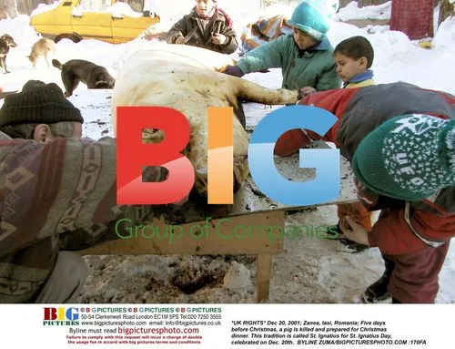 Pig Slaughtered for Christmas Feast in Romania