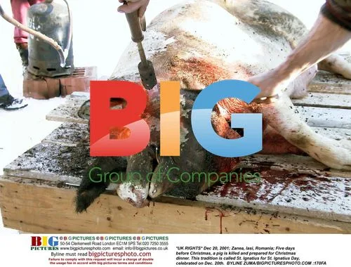 Pig slaughter for Christmas in Romania