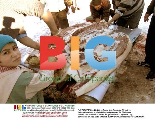 Pig slaughtered for Christmas in Romania