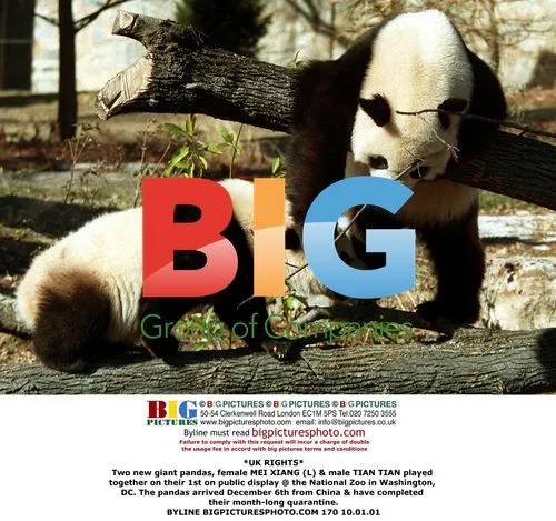 Giant pandas Mei Xiang and Tian Tian play at National Zoo