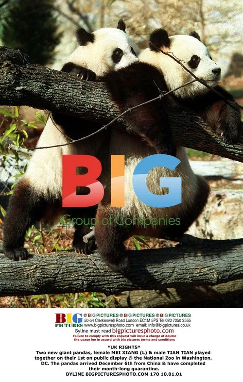 New giant pandas at National Zoo
