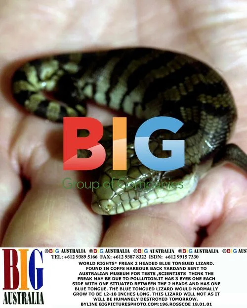 Freak 2-Headed Blue Tongued Lizard