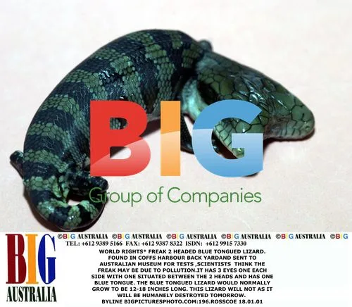 2-Headed Blue Tongued Lizard Found in Australia