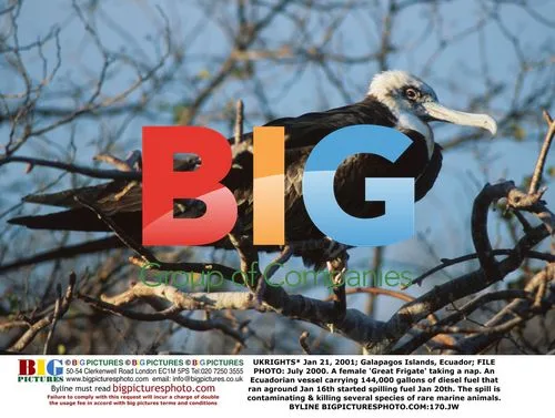 Galapagos Oil Spill Impacts Marine Life