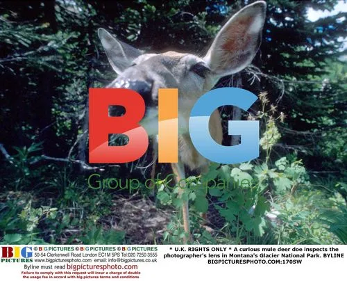 Curious Mule Deer in Glacier National Park