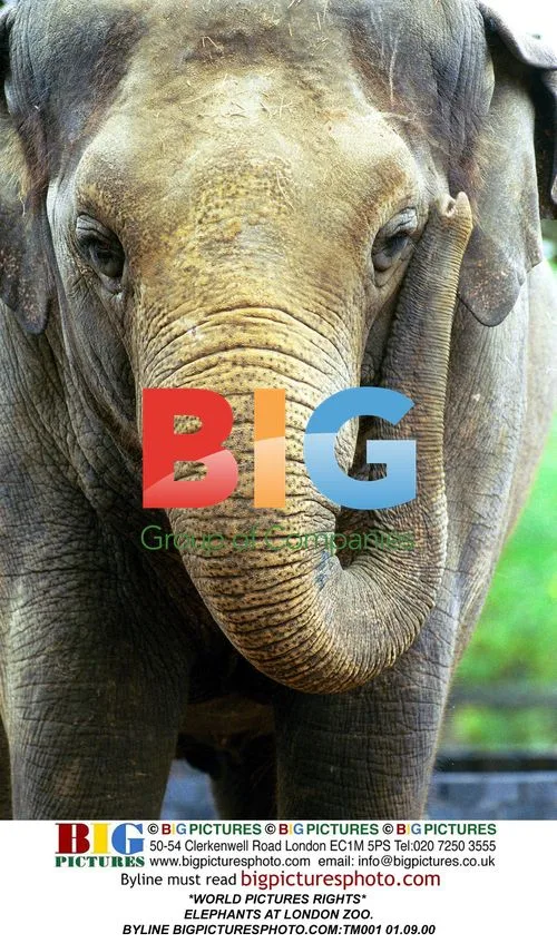 Elephants at London Zoo