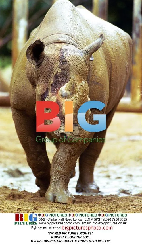 Rhino at London Zoo