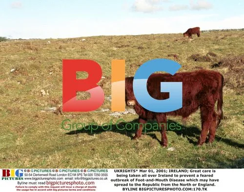 Foot-and-Mouth Disease Outbreak in Ireland
