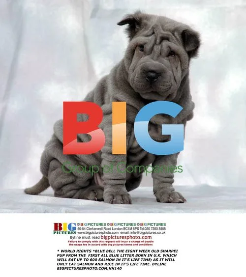Blue Bell the Blue Shar Pei Pup