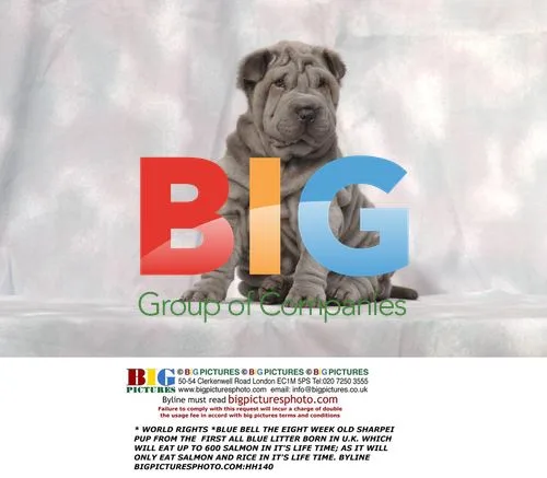 Rare Blue Shar Pei Puppy