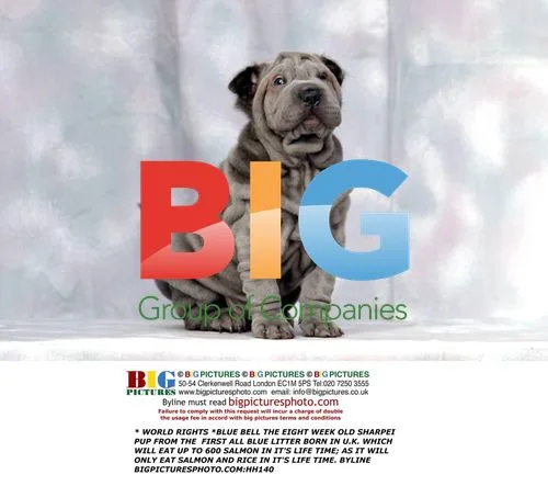 Blue Bell, Rare Blue Shar Pei Puppy