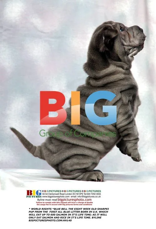 Blue Bell the Rare Blue Shar Pei Puppy