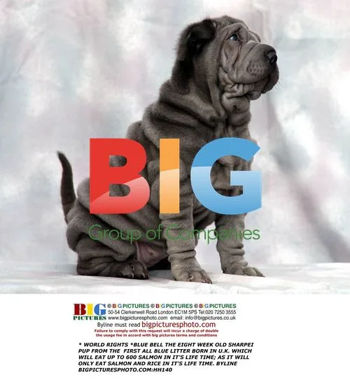 Blue Bell the Rare Blue Shar Pei Pup