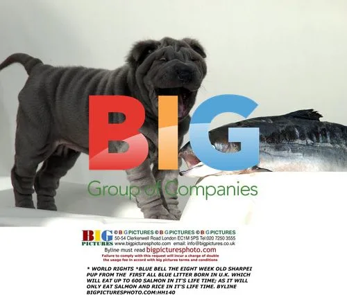 Blue Bell: Rare Blue Shar Pei Pup