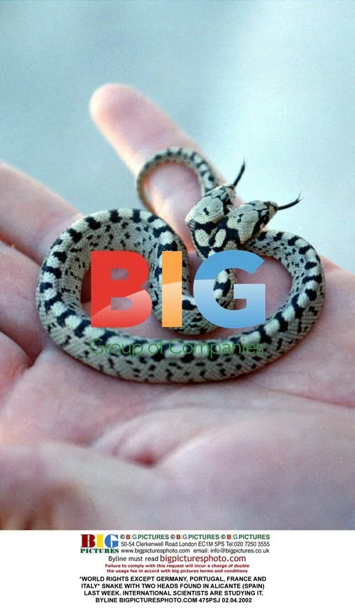 Two-Headed Snake Found in Spain