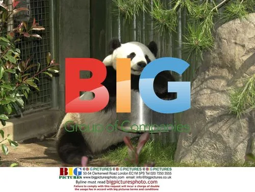 Hua Mei's 3rd Birthday at San Diego Zoo