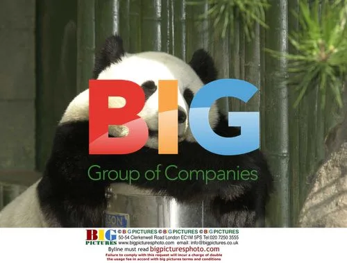 Hua Mei the Giant Panda Celebrates 3rd Birthday