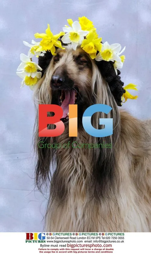 Shula the Afghan Hound in Fancy Bonnet