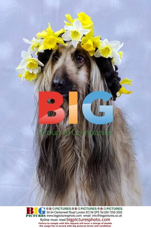 Afghan Hound Shula in Bonnet
