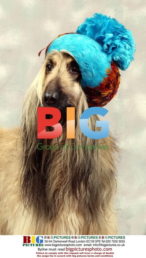 Shula the Afghan Hound in Bonnet