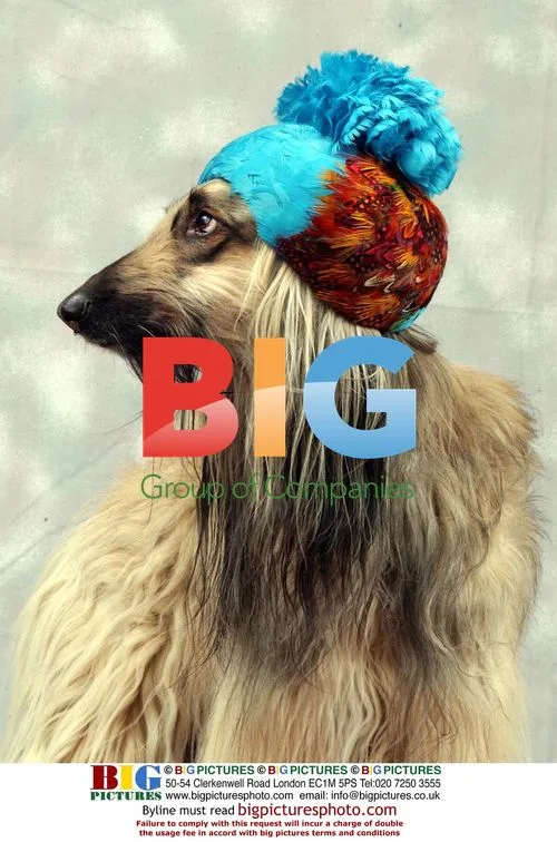 Afghan Hound Shula Wearing Bonnet