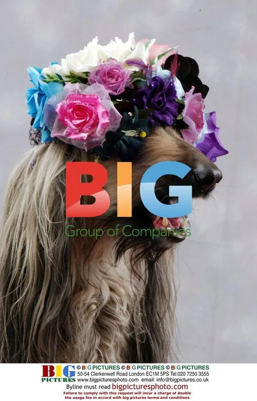 Afgan Hound Wearing Bonnet